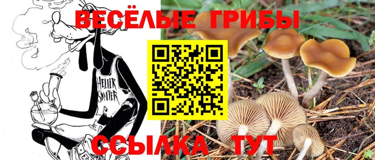 Псилоцибиновые грибы Cubensis Гурьевск